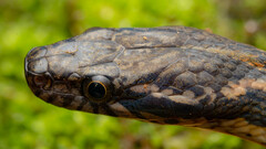 Hebius