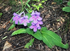 Streptocarpus primulifolius