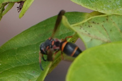 Parancistrocerus fulvipes