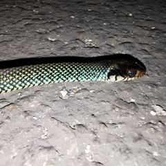 Drymobius margaritiferus