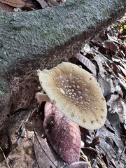 Amanita sychnopyramis