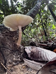 Amanita sychnopyramis