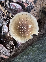 Amanita sychnopyramis