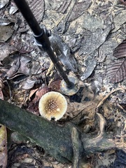Amanita sychnopyramis