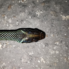 Drymobius margaritiferus