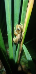 Afrixalus fornasini