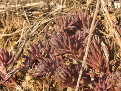 Petrosedum rupestre