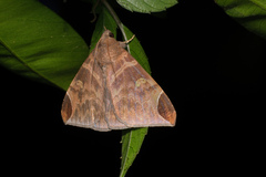 Pindara illibata