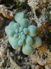 Sedum dasyphyllum