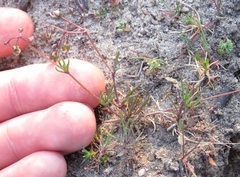 Spergula pentandra