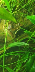 Ptychadena oxyrhynchus