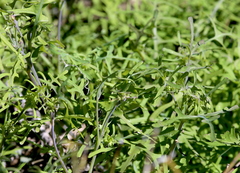 Pholistoma membranaceum