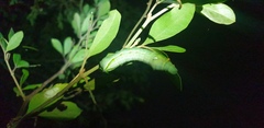 Euchloron megaera