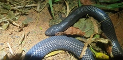 Amblyodipsas polylepis