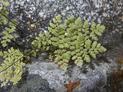 Myriopteris peninsularis peninsularis