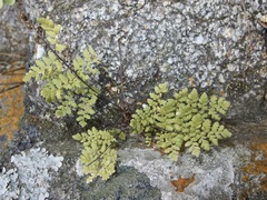 Myriopteris peninsularis peninsularis