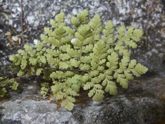 Myriopteris peninsularis peninsularis