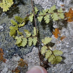 Myriopteris peninsularis peninsularis