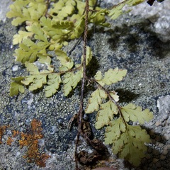 Myriopteris peninsularis peninsularis