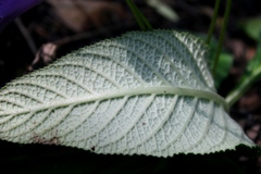 Streptocarpus primulifolius
