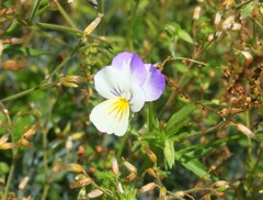 Viola tricolor