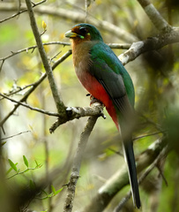 Apaloderma narina
