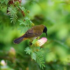 Anabathmis reichenbachii