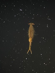 Eubranchipus vernalis