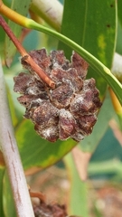 Dasineura glomerata