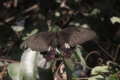 Papilio polytes