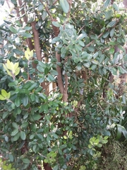 Metrosideros excelsa