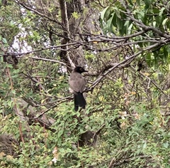 Pycnonotus nigricans