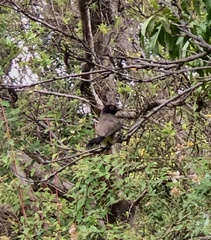 Pycnonotus nigricans