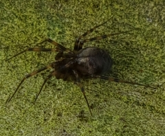 Lepthyphantes