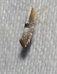 Argyresthia