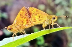 Oriens goloides