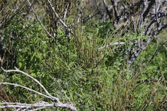 Pholistoma membranaceum