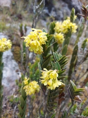 Epidendrum zipaquiranum