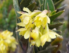 Epidendrum zipaquiranum