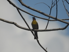 Rubigula flaviventris