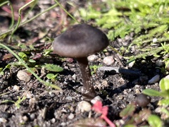Entoloma sericeum