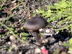 Entoloma sericeum