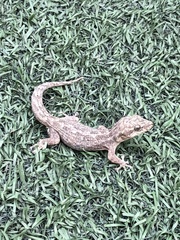 Phyllodactylus reissii