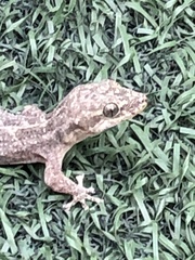 Phyllodactylus reissii