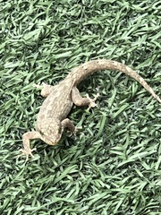 Phyllodactylus reissii