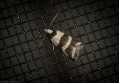 Eulechria triferella