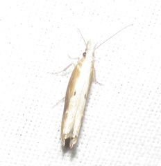 Ypsolopha falcella