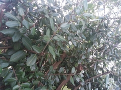 Metrosideros excelsa