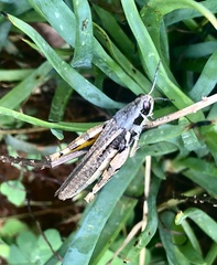 Catantops ochthephilus