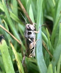 Catantops ochthephilus